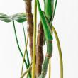 【直送】【人工観葉植物】アスカ/モンステラ(ポット付) グリーン  ※返品・代引・キャンセル不可/A-51066-51A