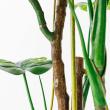 【直送】【人工観葉植物】アスカ/モンステラ(ポット付) グリーン  ※返品・代引・キャンセル不可/A-51066-51A