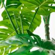 【直送】【人工観葉植物】アスカ/モンステラ(ポット付) グリーン  ※返品・代引・キャンセル不可/A-51066-51A