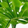 【直送】【人工観葉植物】アスカ/モンステラ(ポット付) グリーン  ※返品・代引・キャンセル不可/A-51066-51A