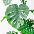 【直送】【人工観葉植物】アスカ/モンステラ(ポット付) グリーン  ※返品・代引・キャンセル不可/A-51066-51A