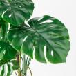【直送】【人工観葉植物】アスカ/モンステラ(ポット付) グリーン  ※返品・代引・キャンセル不可/A-51066-51A