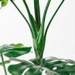 【直送】【人工観葉植物】アスカ/モンステラ(ポット付) グリーン  ※返品・代引・キャンセル不可/A-51066-51A