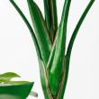 【直送】【人工観葉植物】アスカ/モンステラ(ポット付) グリーン  ※返品・代引・キャンセル不可/A-51066-51A