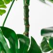 【直送】【人工観葉植物】アスカ/モンステラ(ポット付) グリーン  ※返品・代引・キャンセル不可/A-51066-51A