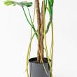 【直送】【人工観葉植物】アスカ/モンステラ(ポット付) グリーン  ※返品・代引・キャンセル不可/A-51066-51A
