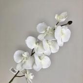 花花 051-29641_m.jpg