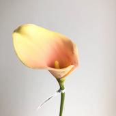 即日★【造花】アスカ/カラーリリィ イエローピンク/A-34712-10P