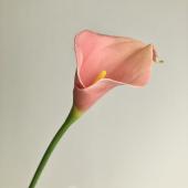 即日★【造花】アスカ/カラーリリィ コーラル/A-34712-13A