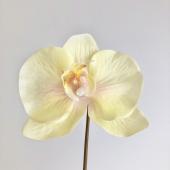 造花】アスカ/コチョウランピック ホワイトピンク/A-34847-1P - 花材