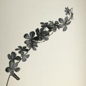 即日★【造花】アスカ/ミニシサスアイビーバイン ブラック/A-44482-100