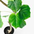 【直送】【人工観葉植物】アスカ/ウンベラータ(ポット付) グリーン/A-51107-51A  ※代引返品キャンセル不可