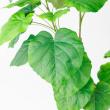 【直送】【人工観葉植物】アスカ/ウンベラータ(ポット付) グリーン/A-51107-51A  ※代引返品キャンセル不可