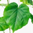 【直送】【人工観葉植物】アスカ/ウンベラータ(ポット付) グリーン/A-51107-51A  ※代引返品キャンセル不可