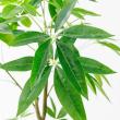 【直送】【人工観葉植物】アスカ/パキラ(ポット付) グリーン/A-51111-51A ※返品・代引・キャンセル不可