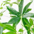 【直送】【人工観葉植物】アスカ/パキラ(ポット付) グリーン/A-51111-51A ※返品・代引・キャンセル不可