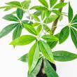 【直送】【人工観葉植物】アスカ/パキラ(ポット付) グリーン/A-51111-51A ※返品・代引・キャンセル不可