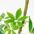 【直送】【人工観葉植物】アスカ/パキラ(ポット付) グリーン/A-51111-51A ※返品・代引・キャンセル不可