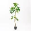 【直送】【人工観葉植物】アスカ/パキラ(ポット付) グリーン/A-51111-51A ※返品・代引・キャンセル不可