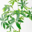 【直送】【人工観葉植物】アスカ/パキラ(ポット付) グリーン/A-51111-51A ※返品・代引・キャンセル不可