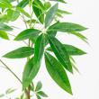 【直送】【人工観葉植物】アスカ/パキラ(ポット付) グリーン/A-51111-51A ※返品・代引・キャンセル不可