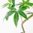 【直送】【人工観葉植物】アスカ/パキラ(ポット付) グリーン/A-51111-51A ※返品・代引・キャンセル不可