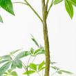 【直送】【人工観葉植物】アスカ/パキラ(ポット付) グリーン/A-51111-51A ※返品・代引・キャンセル不可