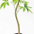 【直送】【人工観葉植物】アスカ/パキラ(ポット付) グリーン/A-51111-51A ※返品・代引・キャンセル不可