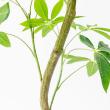 【直送】【人工観葉植物】アスカ/パキラ(ポット付) グリーン/A-51111-51A ※返品・代引・キャンセル不可
