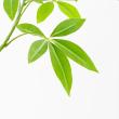 【直送】【人工観葉植物】アスカ/パキラ(ポット付) グリーン/A-51111-51A ※返品・代引・キャンセル不可