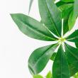 【直送】【人工観葉植物】アスカ/パキラ(ポット付) グリーン/A-51111-51A ※返品・代引・キャンセル不可