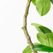 【直送】【人工観葉植物】アスカ/ゴムの木(ポット付) グリーン/A-51116-51A ※返品・代引・キャンセル不可