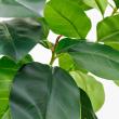 【直送】【人工観葉植物】アスカ/ゴムの木(ポット付) グリーン/A-51116-51A ※返品・代引・キャンセル不可