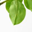 【直送】【人工観葉植物】アスカ/ゴムの木(ポット付) グリーン/A-51116-51A ※返品・代引・キャンセル不可