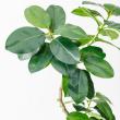 【直送】【人工観葉植物】アスカ/ゴムの木(ポット付) グリーン/A-51116-51A ※返品・代引・キャンセル不可