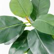 【直送】【人工観葉植物】アスカ/ゴムの木(ポット付) グリーン/A-51116-51A ※返品・代引・キャンセル不可