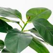 【直送】【人工観葉植物】アスカ/ゴムの木(ポット付) グリーン/A-51116-51A ※返品・代引・キャンセル不可