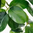 【直送】【人工観葉植物】アスカ/ゴムの木(ポット付) グリーン/A-51116-51A ※返品・代引・キャンセル不可