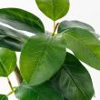 【直送】【人工観葉植物】アスカ/ゴムの木(ポット付) グリーン/A-51116-51A ※返品・代引・キャンセル不可