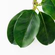 【直送】【人工観葉植物】アスカ/ゴムの木(ポット付) グリーン/A-51116-51A ※返品・代引・キャンセル不可