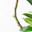 【直送】【人工観葉植物】アスカ/ゴムの木(ポット付) グリーン/A-51116-51A ※返品・代引・キャンセル不可