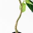 【直送】【人工観葉植物】アスカ/ゴムの木(ポット付) グリーン/A-51116-51A ※返品・代引・キャンセル不可