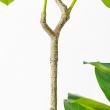 【直送】【人工観葉植物】アスカ/ゴムの木(ポット付) グリーン/A-51117-51A ※返品・代引・キャンセル不可