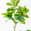 【直送】【人工観葉植物】アスカ/ゴムの木(ポット付) グリーン/A-51117-51A ※返品・代引・キャンセル不可