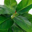 【直送】【人工観葉植物】アスカ/ゴムの木(ポット付) グリーン/A-51117-51A ※返品・代引・キャンセル不可