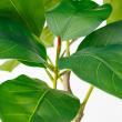 【直送】【人工観葉植物】アスカ/ゴムの木(ポット付) グリーン/A-51117-51A ※返品・代引・キャンセル不可