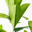 【直送】【人工観葉植物】アスカ/ゴムの木(ポット付) グリーン/A-51117-51A ※返品・代引・キャンセル不可