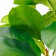 【直送】【人工観葉植物】アスカ/ゴムの木(ポット付) グリーン/A-51117-51A ※返品・代引・キャンセル不可