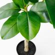 【直送】【人工観葉植物】アスカ/ゴムの木(ポット付) グリーン/A-51117-51A ※返品・代引・キャンセル不可