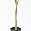 【直送】【人工観葉植物】アスカ/ゴムの木(ポット付) グリーン/A-51117-51A ※返品・代引・キャンセル不可